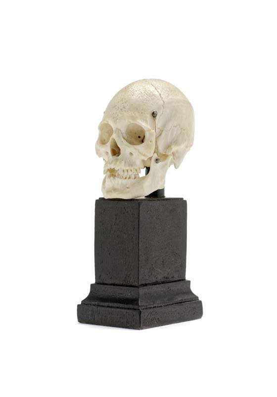 Anatomischer Schädel skull